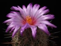 Thumbnail of 1440_Thelocactus bicolor bolansis_20130701(1).jpg